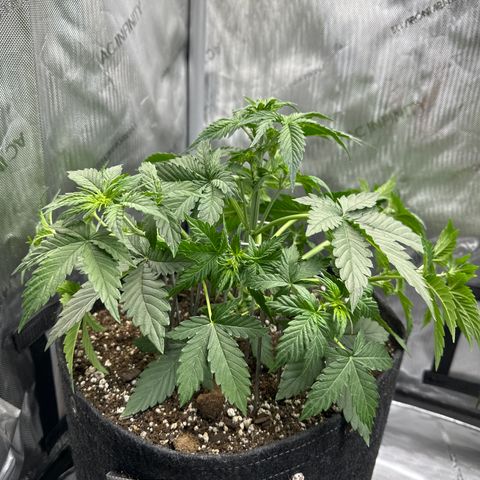 OG #3 growlog photo: LST