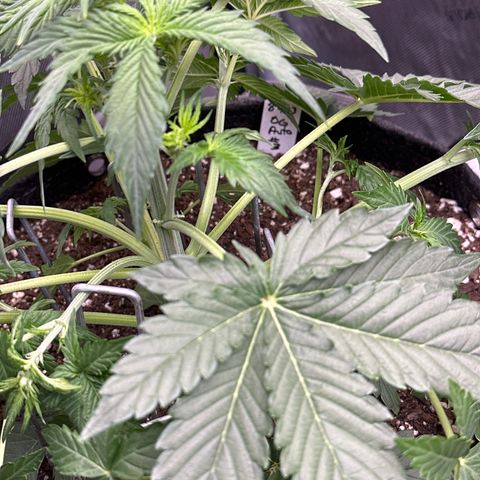 OG #3 growlog photo: LST