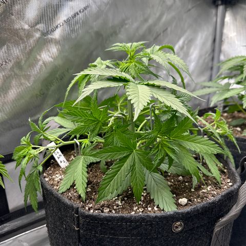 OG#2 growlog photo: LST