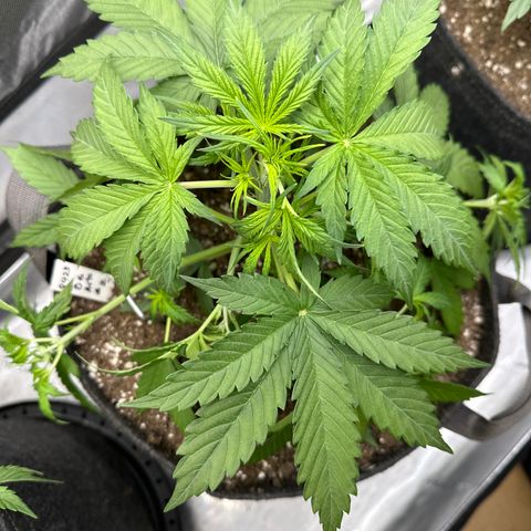 OG#2 growlog photo: LST