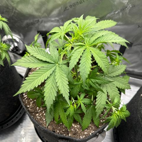 OG#2 growlog photo: LST
