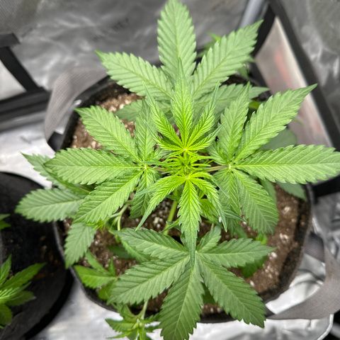 OG#4 growlog photo: LST