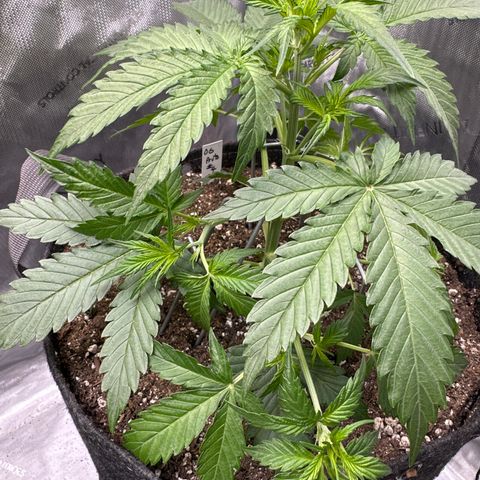 OG#4 growlog photo: LST