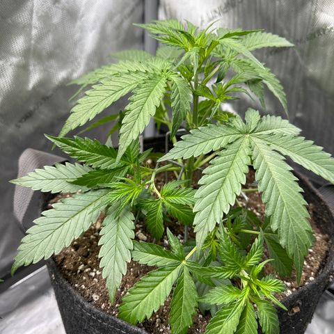 OG#4 growlog photo: LST