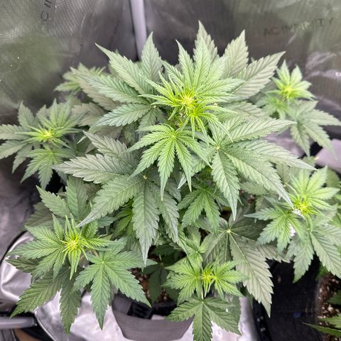 OG #3 growlog photo: early flowering 