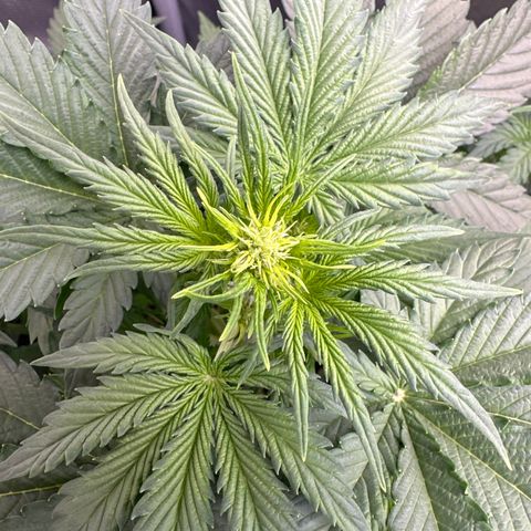 OG #3 growlog photo: early flowering 