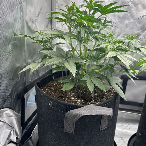 OG #3 growlog timeline photo