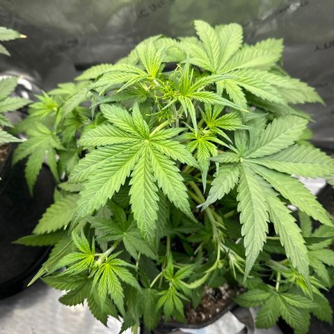 OG#2 growlog timeline photo