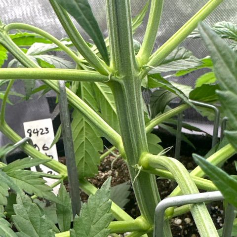 OG#2 growlog timeline photo