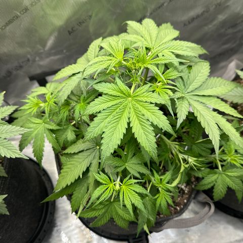 OG#2 growlog timeline photo