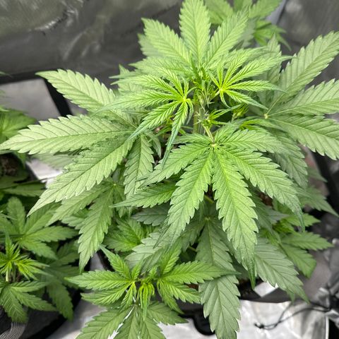 OG#4 growlog timeline photo