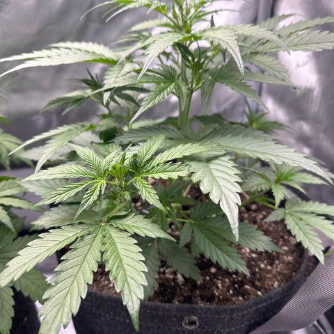 OG#4 growlog timeline photo