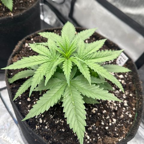 GL#5 growlog timeline photo