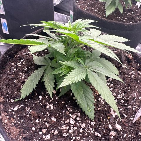 GL#5 growlog timeline photo