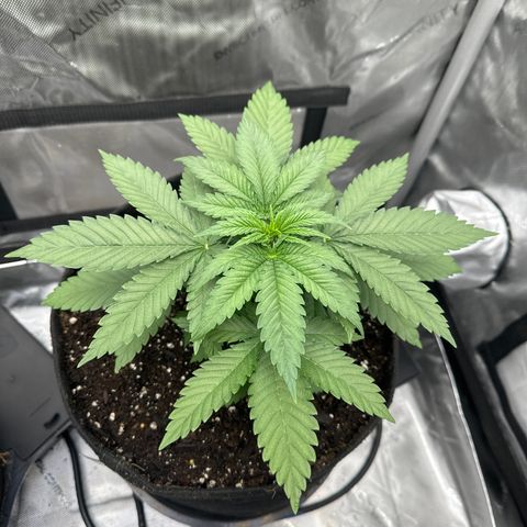 GL#1 growlog timeline photo
