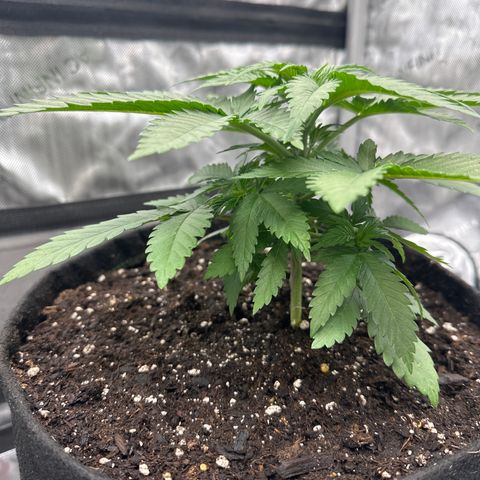 GL#1 growlog timeline photo