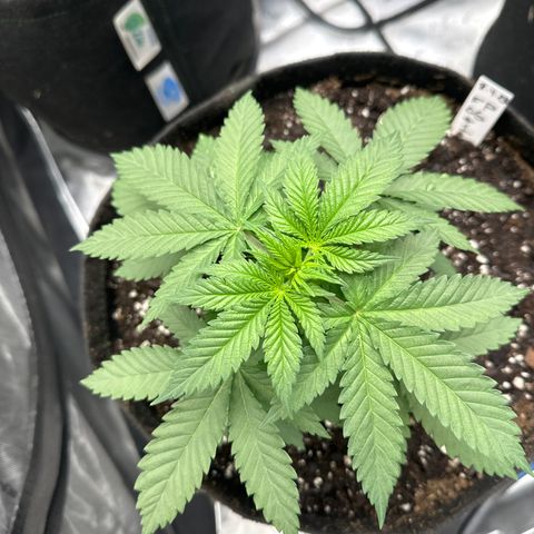 FPOG#1  growlog timeline photo