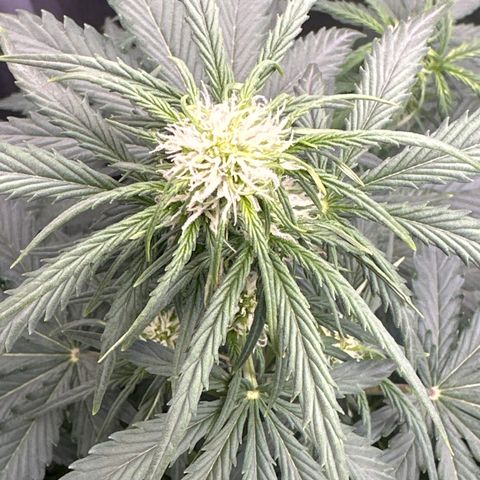 OG #3 growlog photo: flowering nicely. 