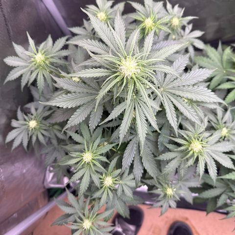 OG #3 growlog photo: flowering nicely. 
