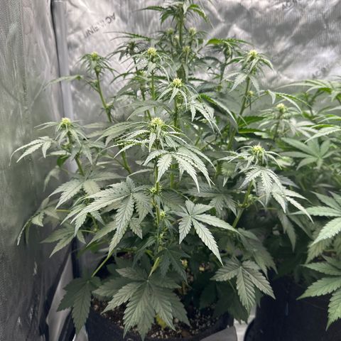 OG #3 growlog photo: flowering nicely. 