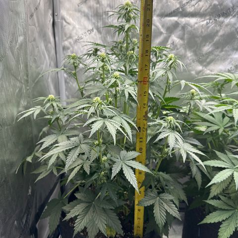 OG #3 growlog photo: flowering nicely. 