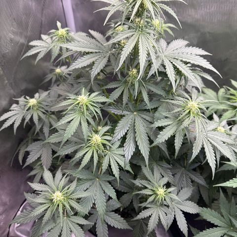 OG #3 growlog photo: flowering nicely. 