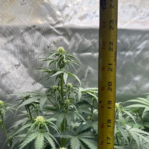 OG #3 growlog photo: flowering nicely. 