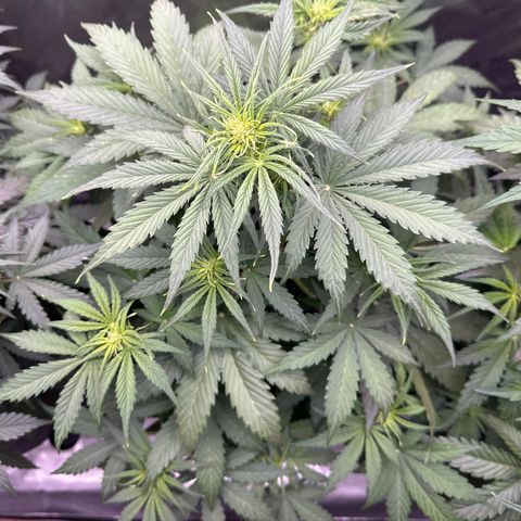 OG#2 growlog photo: Flowering but buds do not look like the ones on OG Kush Auto #3. 