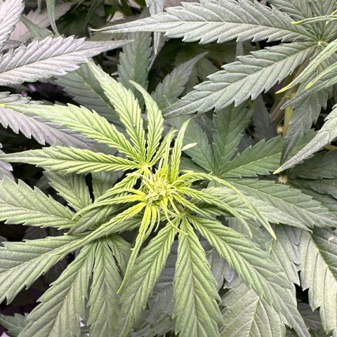 OG#2 growlog photo: Flowering but buds do not look like the ones on OG Kush Auto #3. 