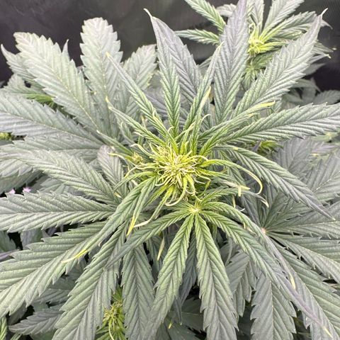 OG#2 growlog photo: Flowering but buds do not look like the ones on OG Kush Auto #3. 
