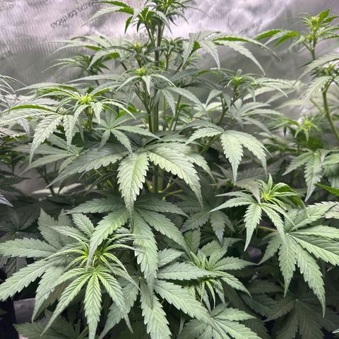 OG#2 growlog photo: Flowering but buds do not look like the ones on OG Kush Auto #3. 
