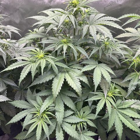 OG#2 growlog photo: Flowering but buds do not look like the ones on OG Kush Auto #3. 