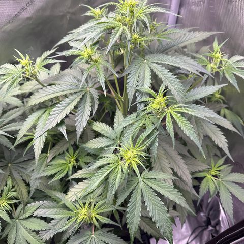 OG#4 growlog photo: Flowering