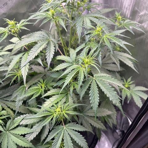OG#4 growlog photo: Flowering