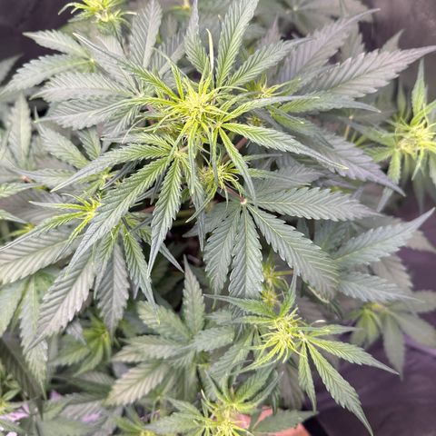 OG#4 growlog photo: Flowering
