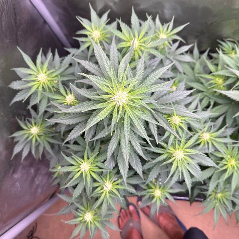 OG #3 growlog timeline photo