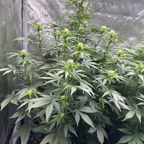 OG #3 growlog timeline photo