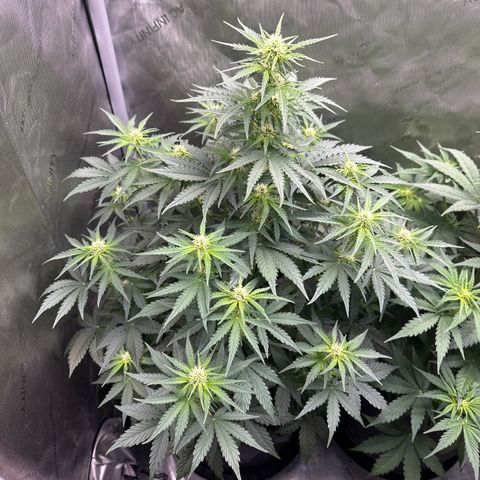 OG #3 growlog timeline photo