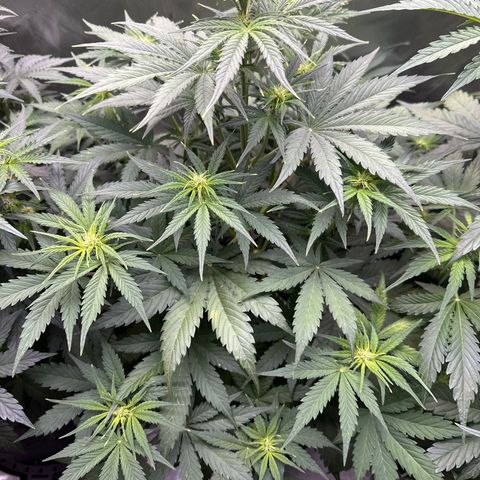 OG#2 growlog timeline photo
