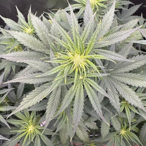 OG#2 growlog timeline photo