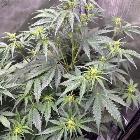 OG#4 growlog timeline photo