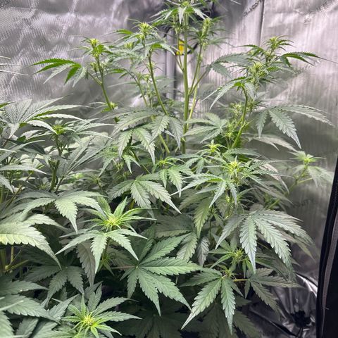 OG#4 growlog timeline photo