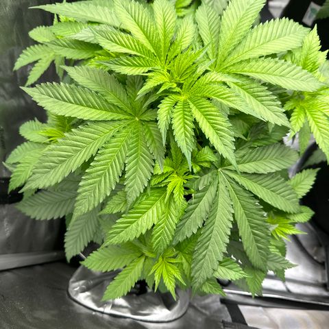 FPOG#1  growlog timeline photo