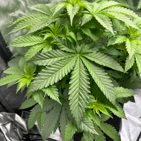 FPOG#1  growlog timeline photo