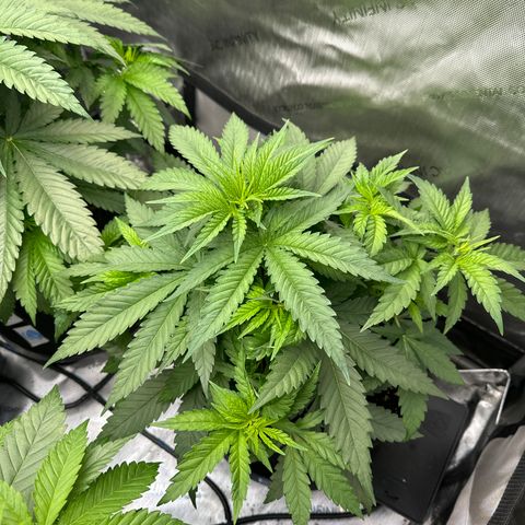 GL#5 growlog timeline photo