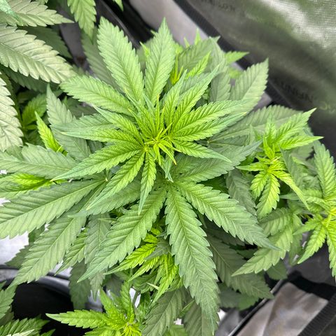 GL#5 growlog timeline photo