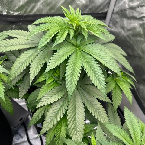 GL #3 growlog timeline photo