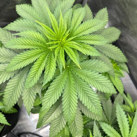GL #3 growlog timeline photo