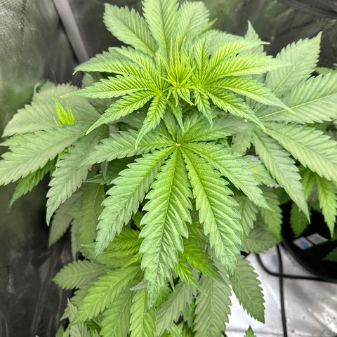 GL#1 growlog timeline photo