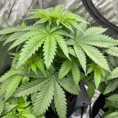 GL#1 growlog timeline photo